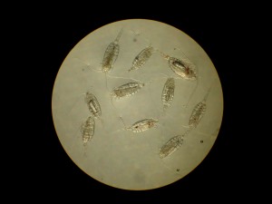 copepods